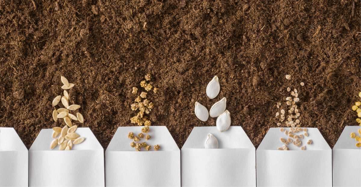 Saved Seeds in Packets